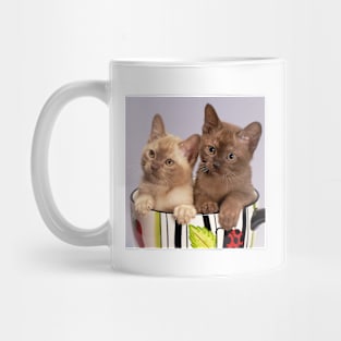 Cats in a Cup Mug